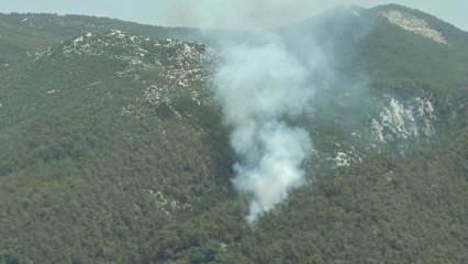 Muğla'da orman yangını