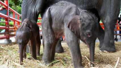 36'lık fil ikiz annesi oldu
