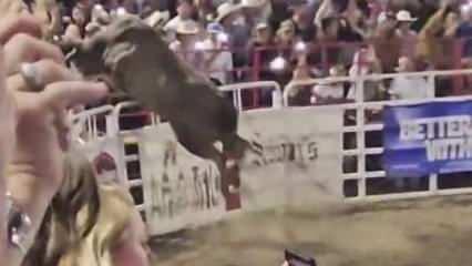 Rodeo boğasının arenanın çitlerinden atladığı ve kalabalığı şok ettiği an