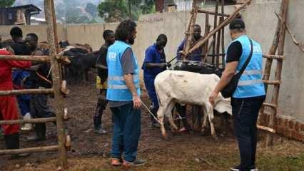 Sadece İnsan Uluslararası Yardım Derneği, Uganda'da 5 bin aileye kurban eti dağıttı