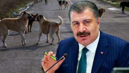 Bakan Koca'dan son dakika başıboş sokak köpeği açıklaması! 'Zorunluluk' deyip duyurdu