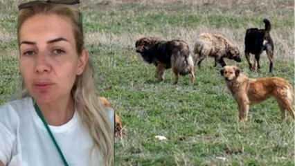 Şanlıurfa'dan Ankara'ya kuduz köpekleri getiren bir kişi tutuklandı