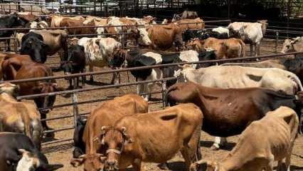 TDV, 126 bin ihtiya&ccedil; sahibi aile i&ccedil;in kurbanlıkların kesimine başladı