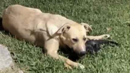 Başıboş sokak köpeği yavru kediyi böyle yedi