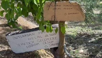  Bu ağaçtan dut yemek helal
