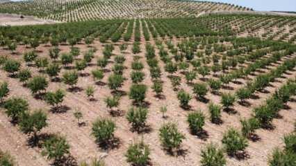 Elazığ'da 5 yılda 200 bini aşkın badem fidanı toprakla buluşturuldu