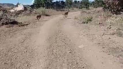 Elazığ&rsquo;da nesli tehlike altına olan dağ ke&ccedil;ileri g&ouml;r&uuml;nt&uuml;lendi