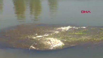 Kızılırmak’ta korkutan görüntü