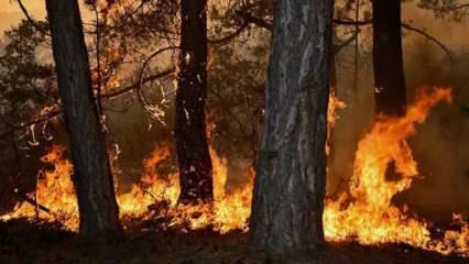 Orman yangınlarına müdahale rotalarını yapay zeka belirleyecek!