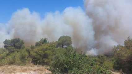 Soma'daki orman yangını ile ilgili kritik gelişme