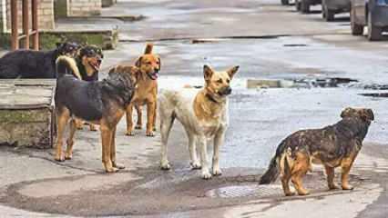 Bazı AK Partili isimler direniyor iddiası! Başıboş köpek yasası başka bahara kaldı