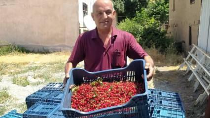 Hisarcık&rsquo;ta vişne alımlarına başlandı