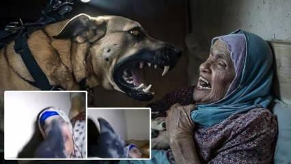 Kassam işini bitirdi! Filistinli yaşlı kadına saldıran İsrail ordusunun köpeği vuruldu