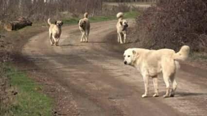 Muş'ta başıboş köpekler oyun oynayan 2 kardeşe saldırdı!