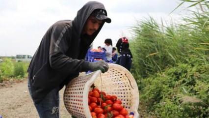 Pazarda, markette 4 katı fiyata satılıyor! Hasat erken başladı