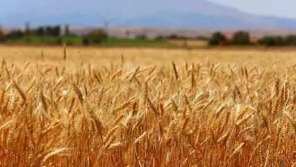 TMO, bu sezon üreticilerden 1 milyon tonun üzerinde buğday ve arpa aldı