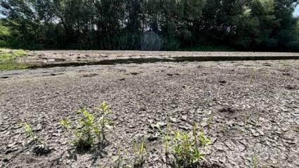 Tunca Nehri'nin debisinin d&uuml;şmesi &ccedil;eltik &uuml;reticilerini olumsuz etkiliyor