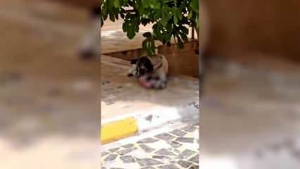 Türkiye sokak köpeklerinin istilasında! Sahipsiz köpek yavru köpeği yedi...