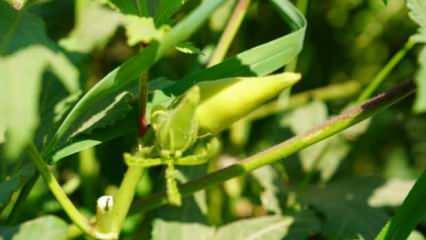 T&uuml;rkiye'nin bamya &uuml;retim merkezinde hasat başladı