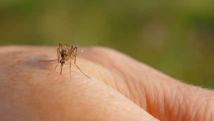 Yaz aylarının kabusu sivrisinek artışına neden olan durumlara dikkat! Cezası var