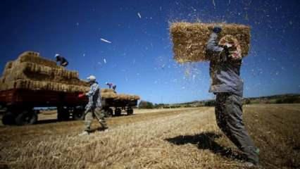Hasatta sona yaklaşılan Trakya'da buğday üreticisi verimden memnun