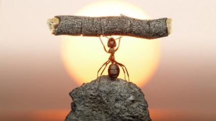 Karıncaların akıl almaz tedavi yöntemi: Yaralıları bu şekilde iyileştiriyorlarmış!