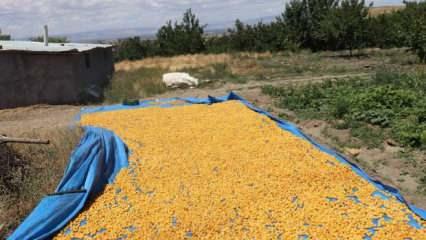 Kayısının dalından 115'den fazla &uuml;lkeye ihracat