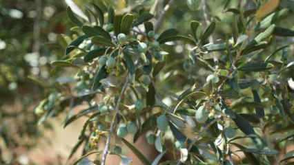 Kilis'te zeytin ve zeytinyağında yüksek rekolte beklentisi üreticiyi sevindirdi