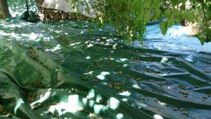 Malatya'da dutun pekmez yolcuğu başladı