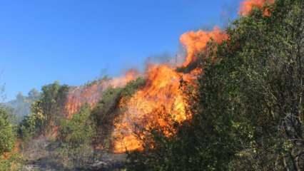 Manisa'da orman yangını! Havadan ve karadan müdahale ediliyor!