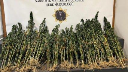 Samsun'da 178 kök kenevir bitkisi ele geçirildi