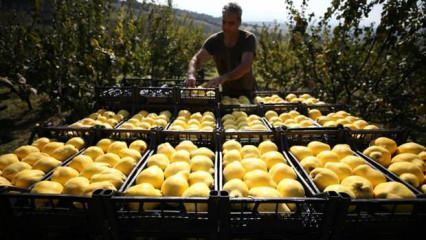 Tarımda aracılar üretici birlikleriyle aşılacak