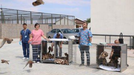 Tedavi ve rehabilitasyonu tamamlanan 60 kuş doğaya salındı