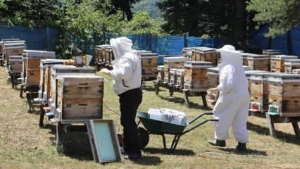 Tescilli Sinop kestane balında bu yıl kovan başına 15 kilogram bal bekleniyor