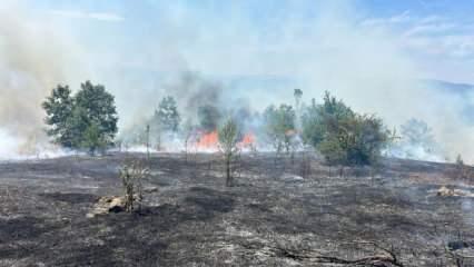 25 dönümlük tarım arazisi yangında zarar gördü