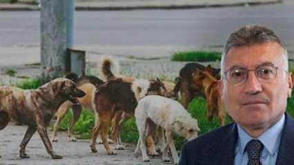 AK Partili Güler’den sokak köpeklerine ilişkin açıklama