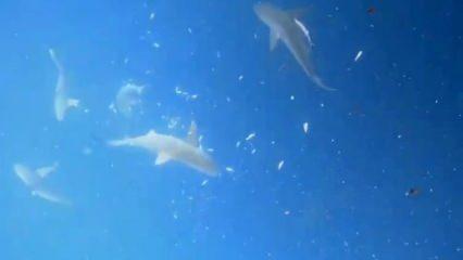 Akdeniz’in derinliklerinde dalgıçlar, köpek balığı sürüsüyle burun buruna geldi