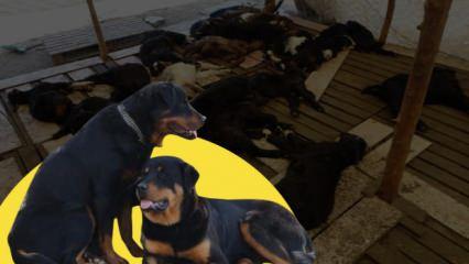 Antalya'da 57 oğlağı parçalayan 3 Rottweiler cinsi köpek için karar verildi