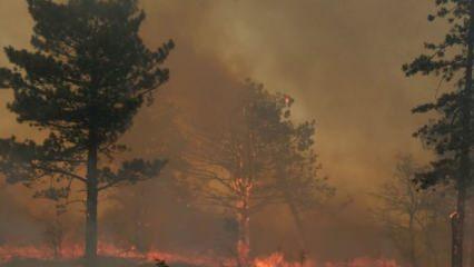 Edirne Bulgaristan sınırında yangın