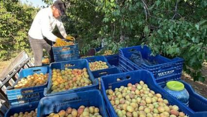 Malatya'dan 20 &uuml;lkeye yaş kayısı g&ouml;nderiliyor