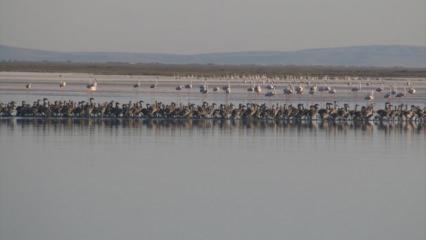 4 bin 300 flamingo yavrusu Tuz Gölü'nde görüntülendi
