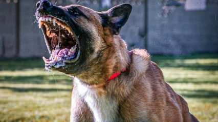 Başıboş köpeklerin saldırdığı iş adamı ölümden döndü!