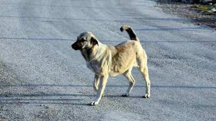 Bingöl'de başıboş köpek saldırısı sonucu bir çocuk yaralandı