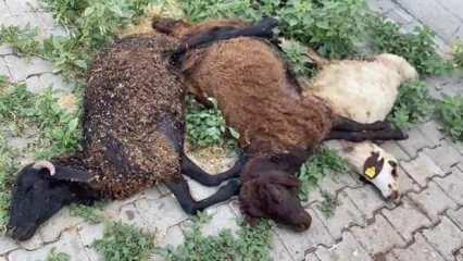 Bingöl'de başıboş köpekler küçükbaş hayvanları telef etti!