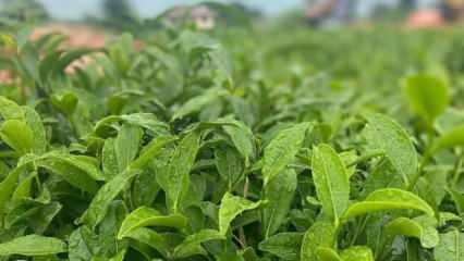 Çay bahçelerinin onda biri gençleştirme budamasına tabi tutulacak