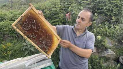 D&uuml;nyaca &uuml;nl&uuml; Anzer balının kilosu 4 bin TL'den satılıyor