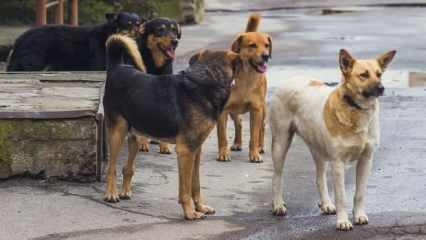 Köpekler üzerinden yeni kaos planı - 20 Temmuz günün gazete manşetleri