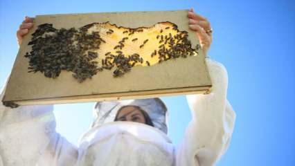 Şekilli peteklerle adeta sanat yapıyor! Arıcılığa yeni soluk getirdi
