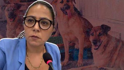 TİP'li Sera Kadigil başıboş köpek söz konusu olunca İslam'ı hatırladı