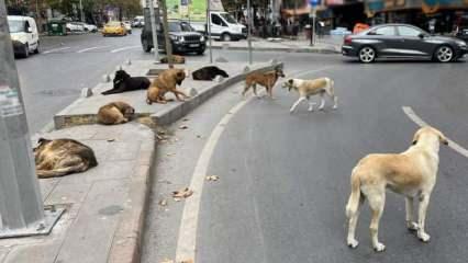 Başıboş sokak köpekleri düzenlemesi Meclis'te